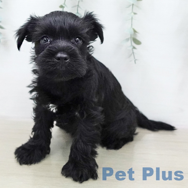 ミニチュア・シュナウザー