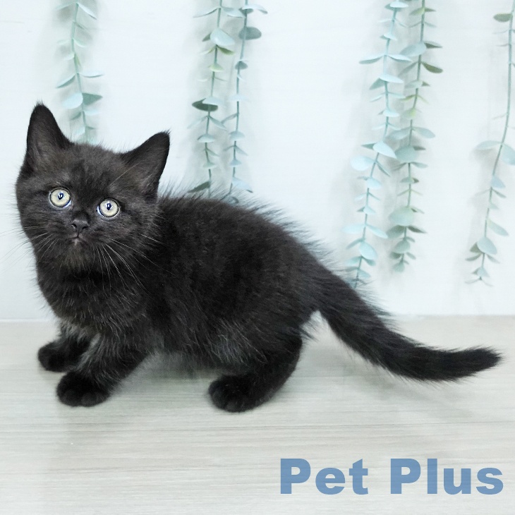 ブリティッシュショートヘアの写真2