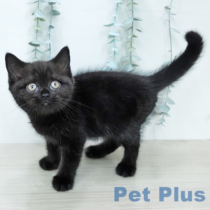 ブリティッシュショートヘアの写真2