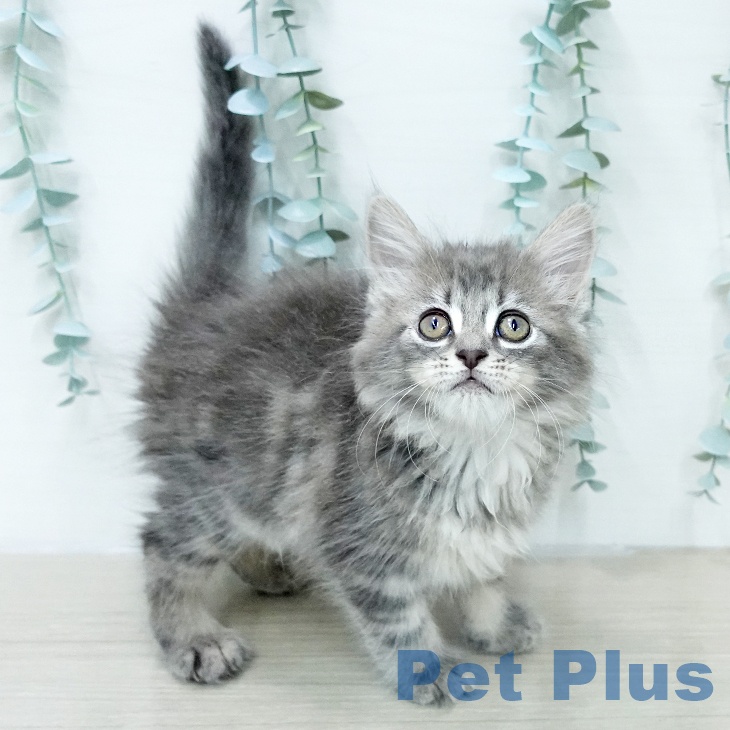 メインクーンの写真2