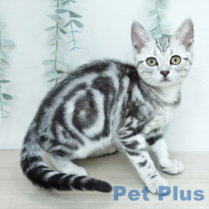 埼玉県のアメリカンショートヘアー (ペットプラス 上尾店/2025年12月1日生まれ/女の子/シルバータビー)の子猫の1枚目の画像