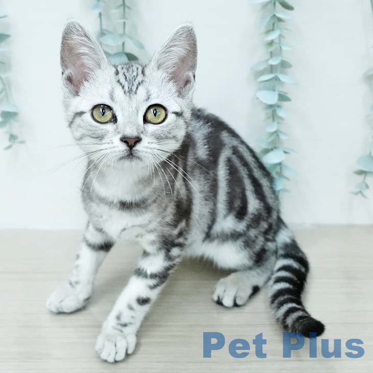 埼玉県のアメリカンショートヘアー (ペットプラス 上尾店/2025年12月1日生まれ/女の子/シルバータビー)の子猫の2枚目の画像