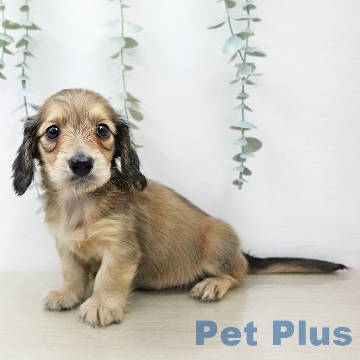 ミニチュア・ダックスフンド