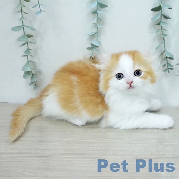 アメリカンカール