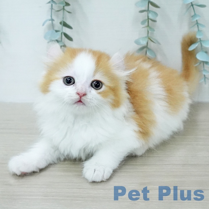 埼玉県のアメリカンカール (ペットプラス ピオニウォーク東松山店/2026年1月16日生まれ/女の子/レッドホワイト)の子猫の2枚目の画像