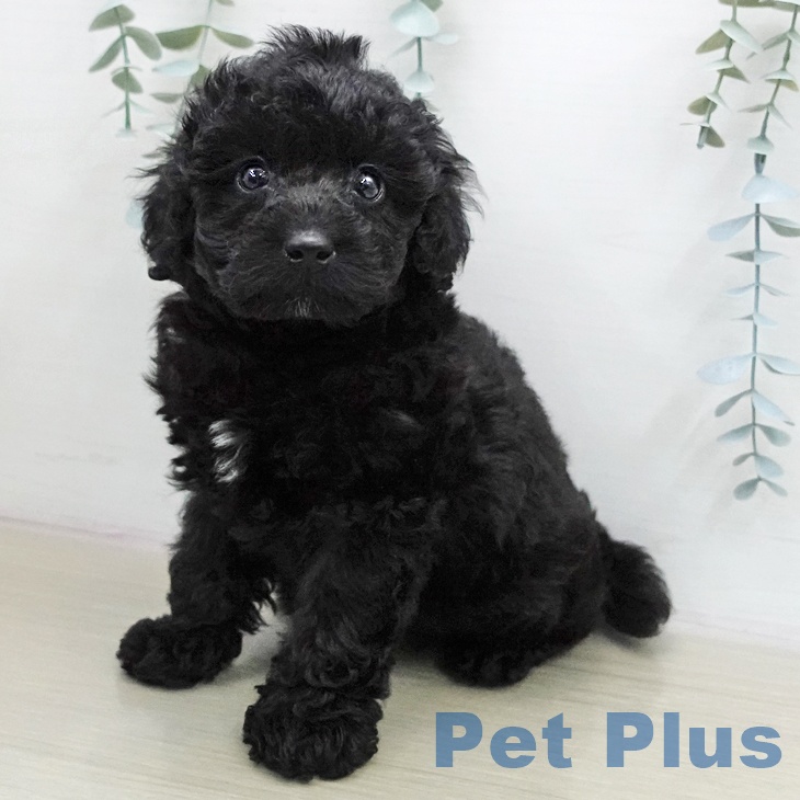 トイ・プードル