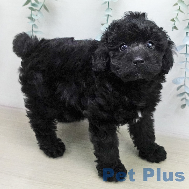 トイ・プードルの写真2