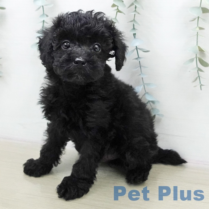 トイ・プードル