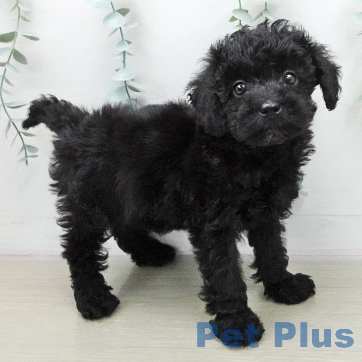 トイ・プードル