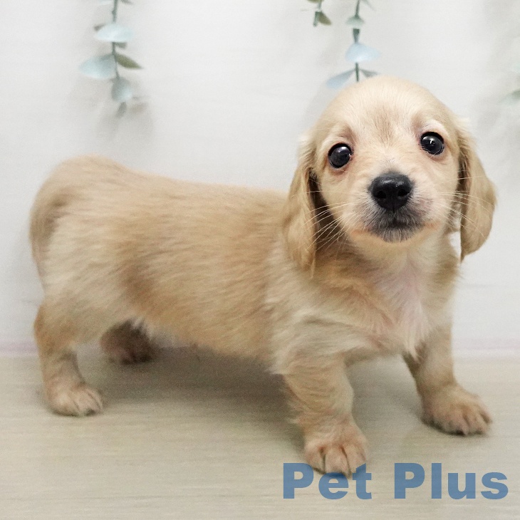 ミニチュア・ダックスフンドの写真2