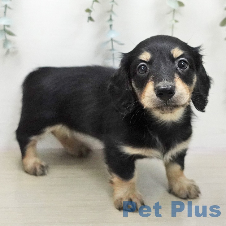 ミニチュア・ダックスフンドの写真2