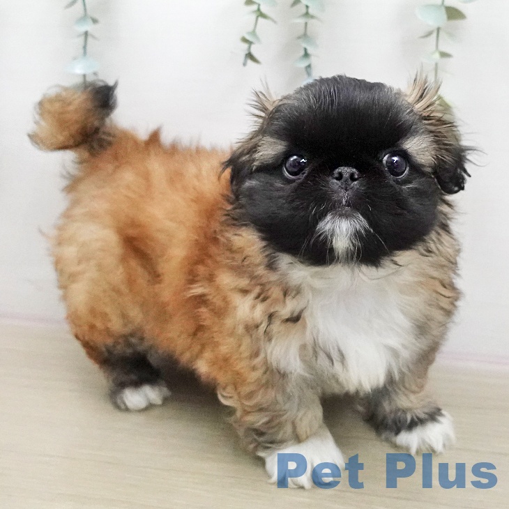 ペキニーズの写真2