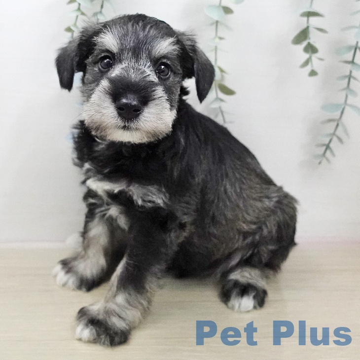 ミニチュア・シュナウザー