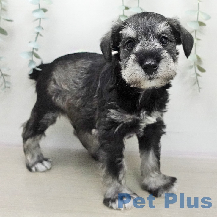 ミニチュア・シュナウザーの写真2