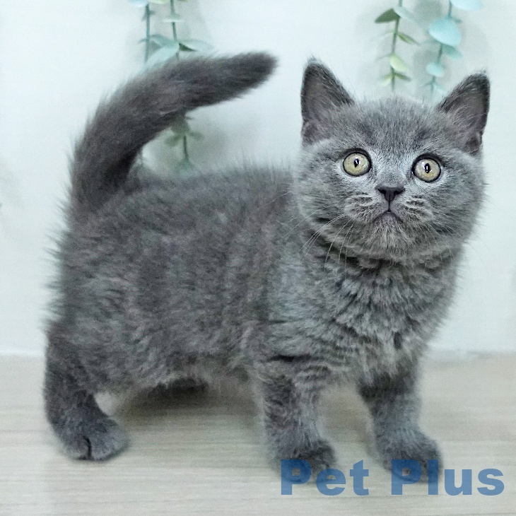 ブリティッシュショートヘア