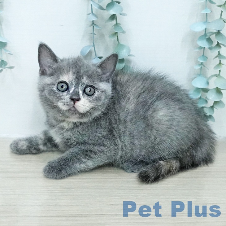 ブリティッシュショートヘア