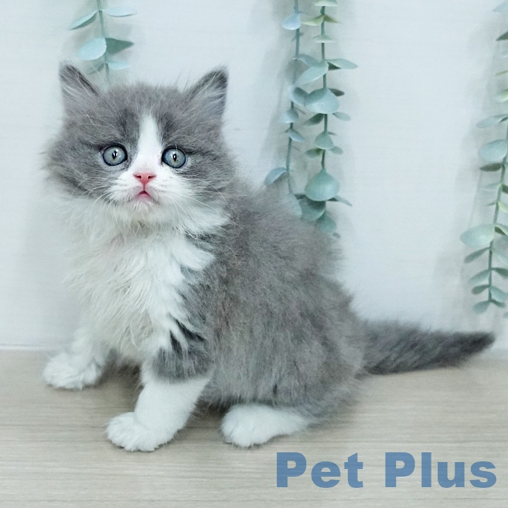 ブリティッシュショートヘア