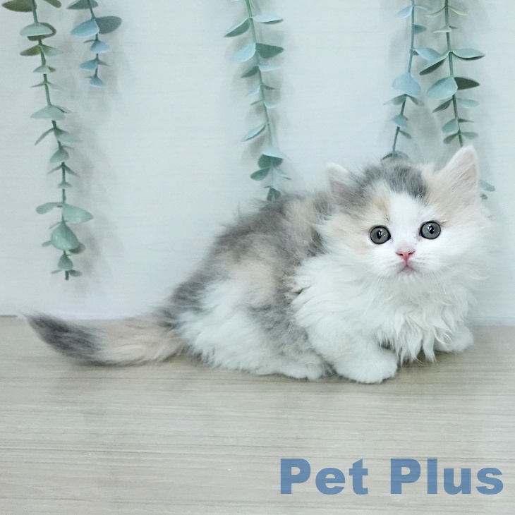 ブリティッシュショートヘア