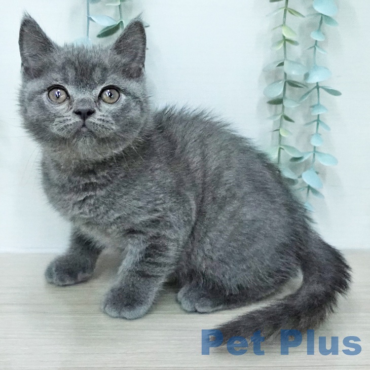埼玉県のブリティッシュショートヘアー (ペットプラス クレアモール川越店/2026年1月4日生まれ/男の子/ブルー)の子猫の1枚目の画像
