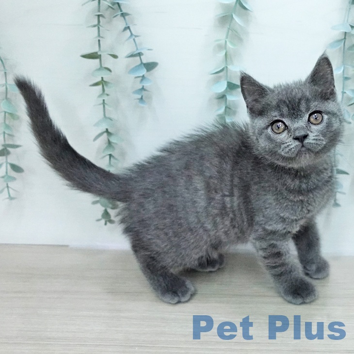 埼玉県のブリティッシュショートヘアー (ペットプラス クレアモール川越店/2026年1月4日生まれ/男の子/ブルー)の子猫の2枚目の画像