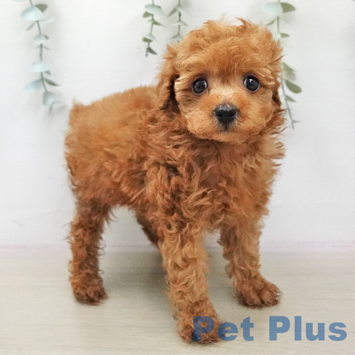 トイ・プードル