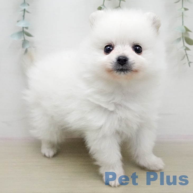 東京都のポメラニアン (ペットプラス むさし村山店/2026年1月18日生まれ/男の子/クリーム)の子犬