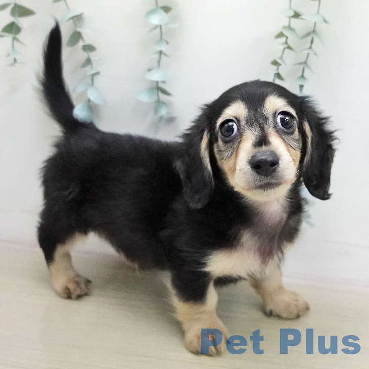 ミニチュア・ダックスフンドの写真2