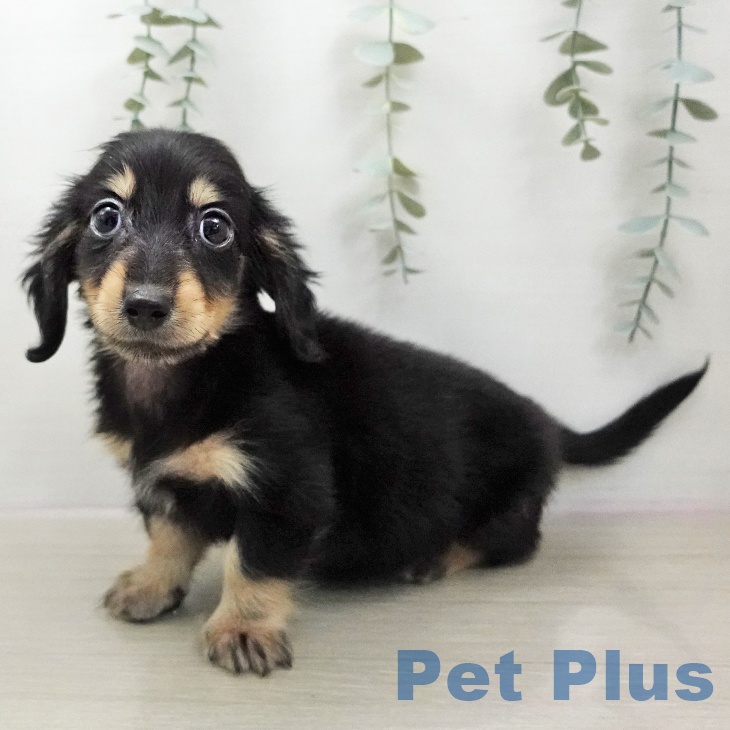 ミニチュア・ダックスフンド