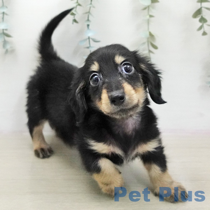 ミニチュア・ダックスフンドの写真2