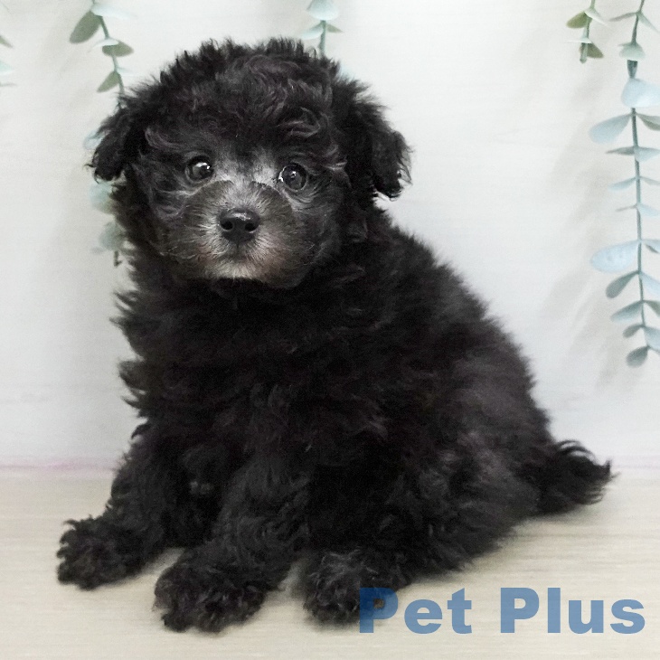 トイ・プードル