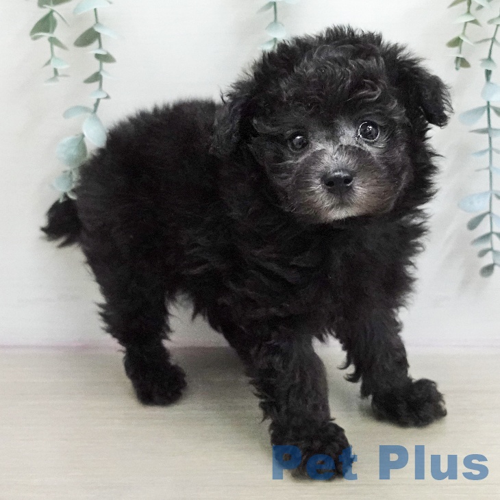 トイ・プードルの写真2