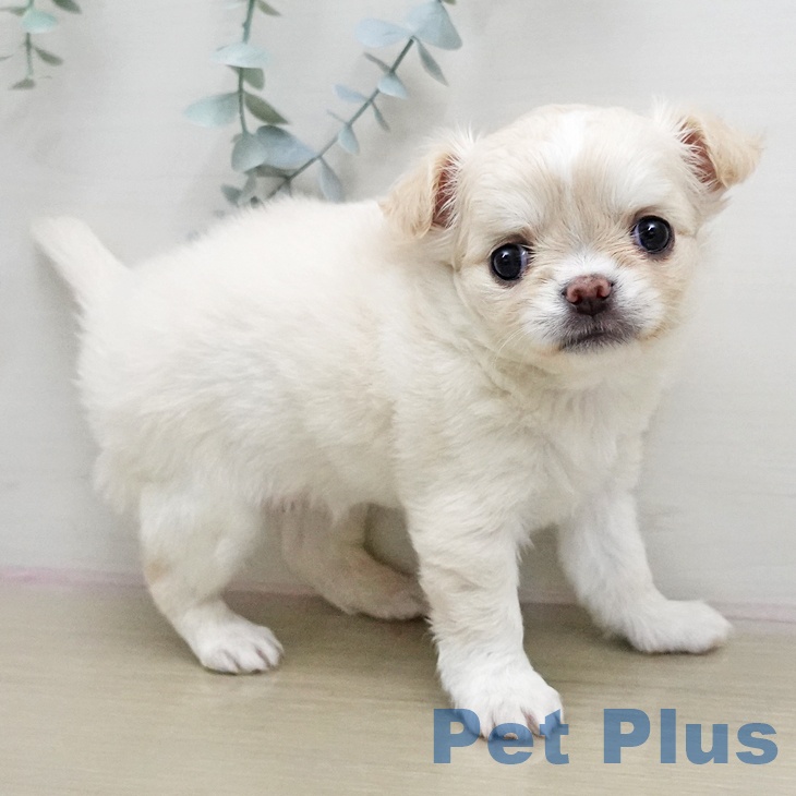 神奈川県のチワワ(ロング) (ペットプラス ビアレ横浜店/2026年1月20日生まれ/女の子/クリーム)の子犬