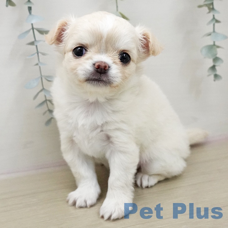 神奈川県のチワワ(ロング) (ペットプラス ビアレ横浜店/2026年1月20日生まれ/女の子/クリーム)の子犬の2枚目の画像