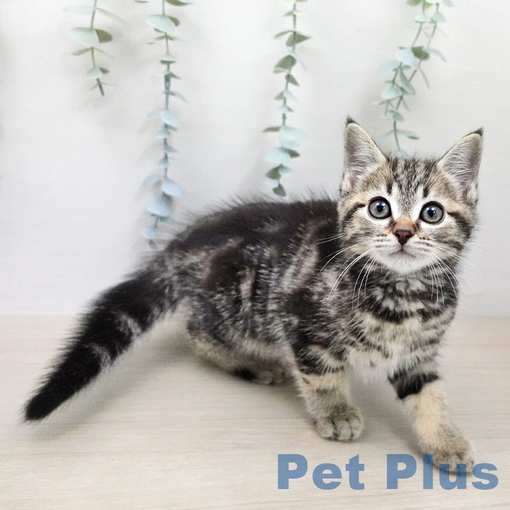 アメリカンショートヘア