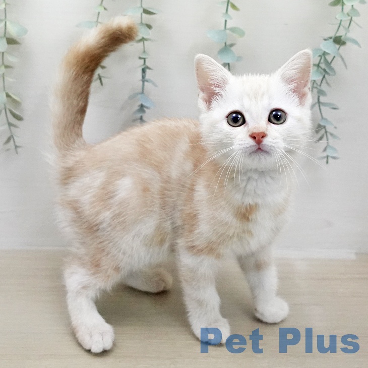 アメリカンショートヘア