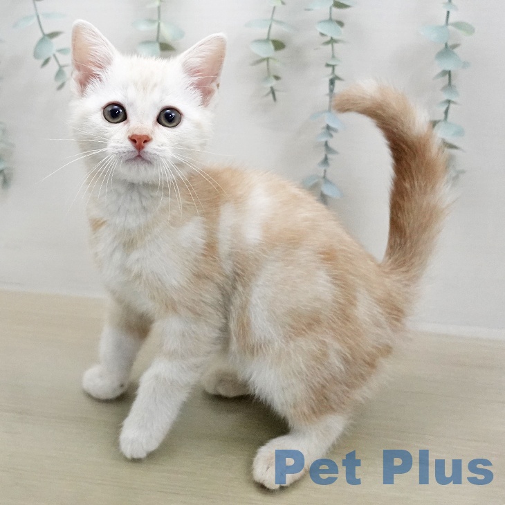 アメリカンショートヘアの写真2