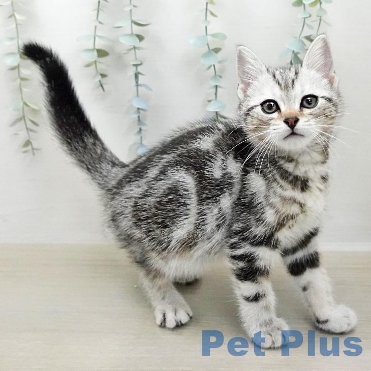 アメリカンショートヘア