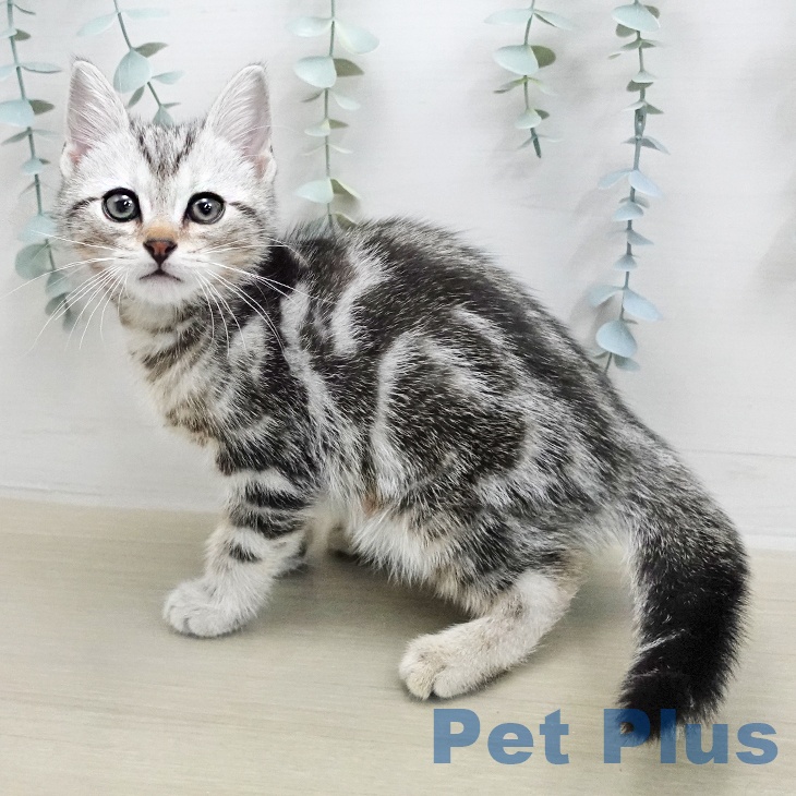 アメリカンショートヘア