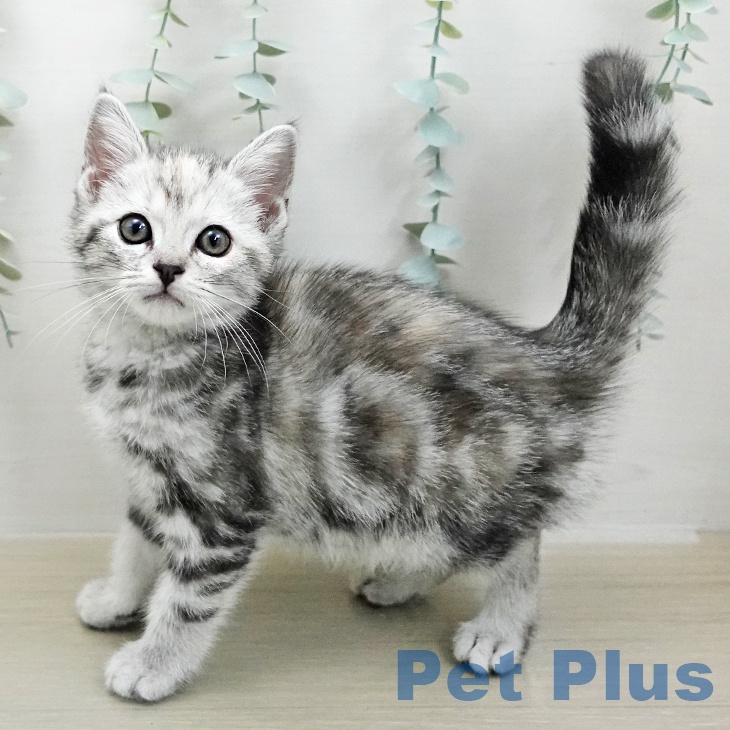 アメリカンショートヘア