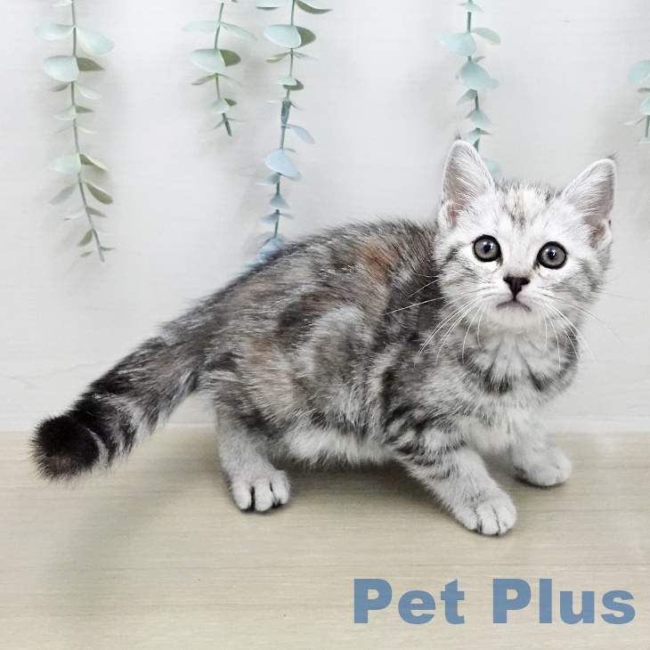 アメリカンショートヘアの写真2