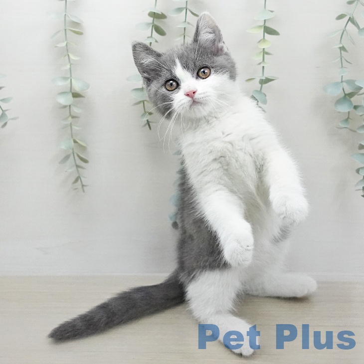 ブリティッシュショートヘア