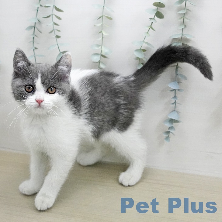 ブリティッシュショートヘアの写真2