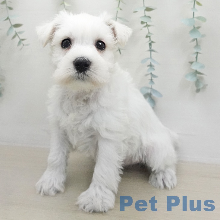 ミニチュア・シュナウザー