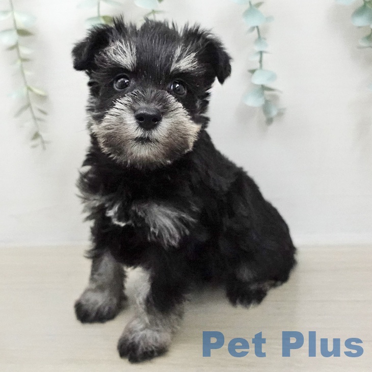 神奈川県のミニチュアシュナウザー (ペットプラス テラスモール湘南店/2026年1月17日生まれ/男の子/ブラックシルバー)の子犬