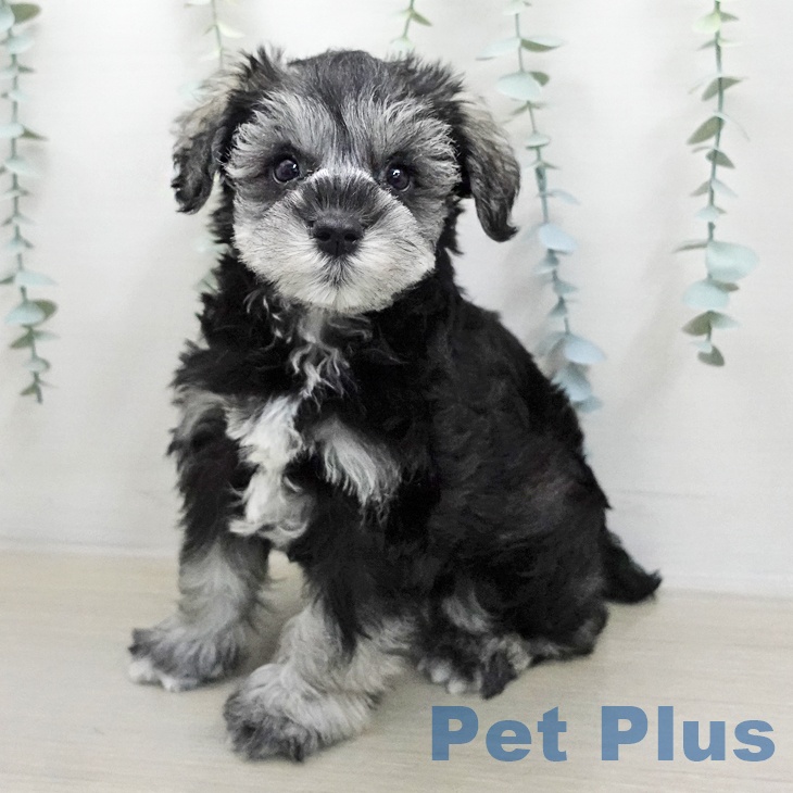 ミニチュア・シュナウザー