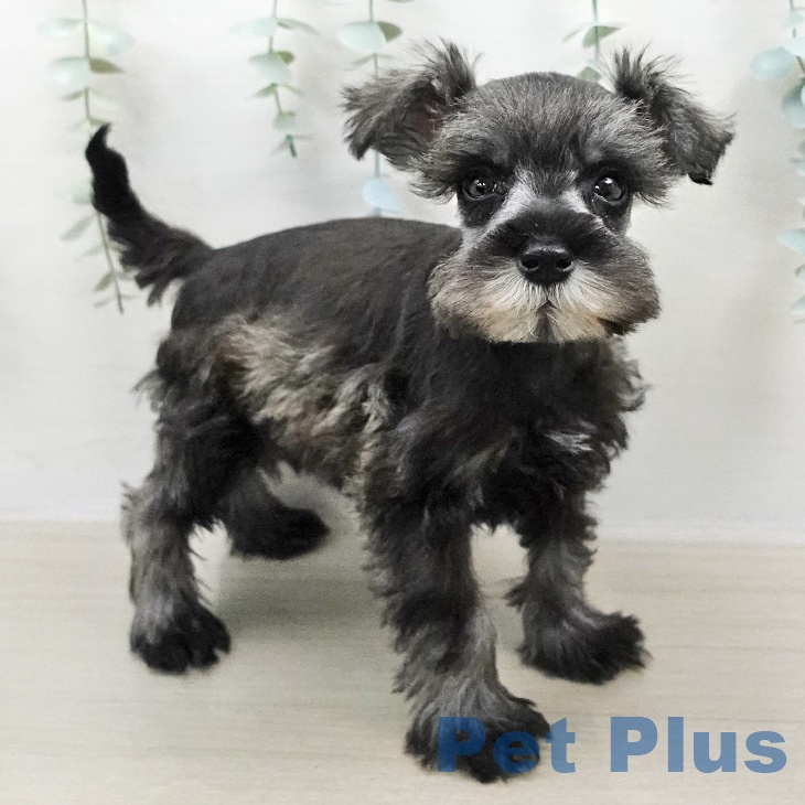 ミニチュア・シュナウザーの写真2