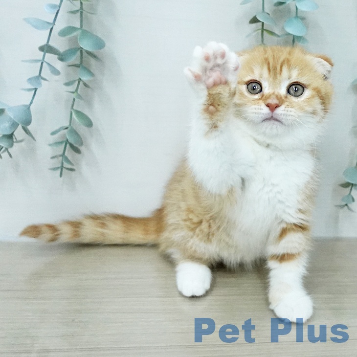 スコティッシュフォールド