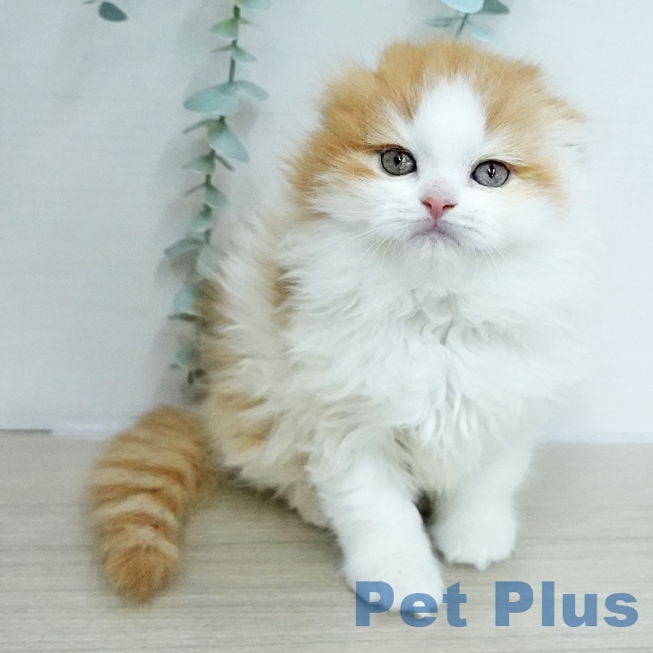 スコティッシュフォールド