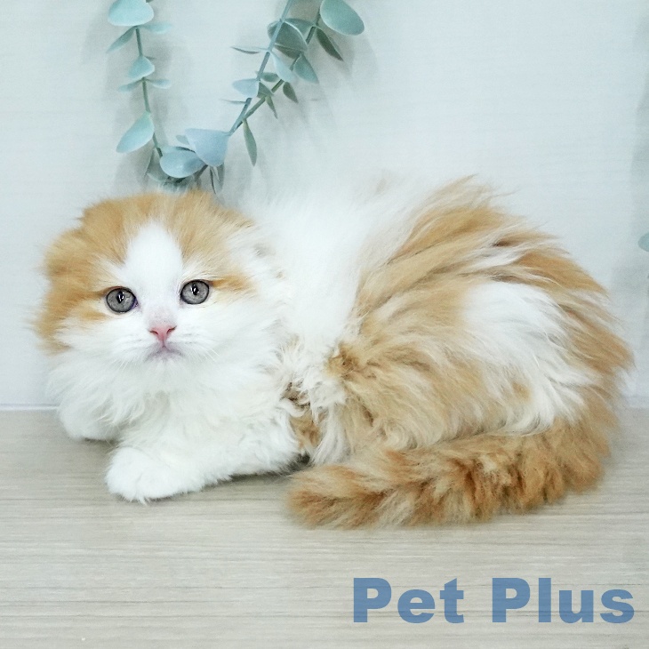 スコティッシュフォールド