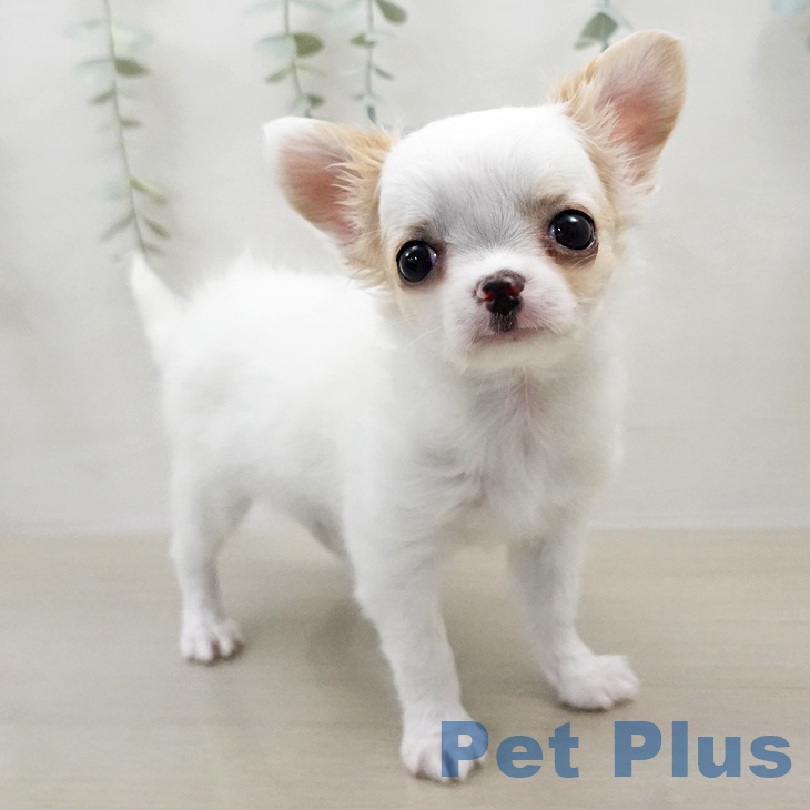 東京都のチワワ(ロング) (ペットプラス 大井町トラックス店/2026年1月16日生まれ/女の子/ホワイトクリーム)の子犬の1枚目の画像